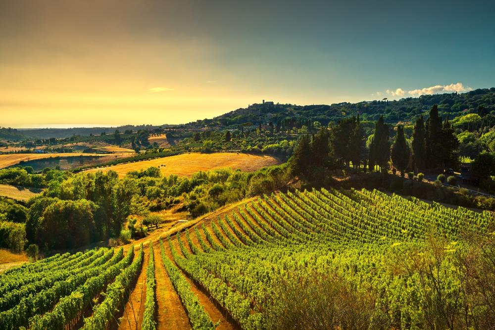 Terre di Pisa wine Consortium: from hills to sea, the unexpected Tuscany