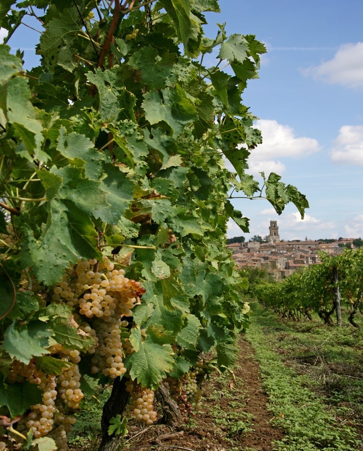 Consorzio di tutela vini DOC bianco di Pitigliano e Sovana The secret history of the vie cave wines