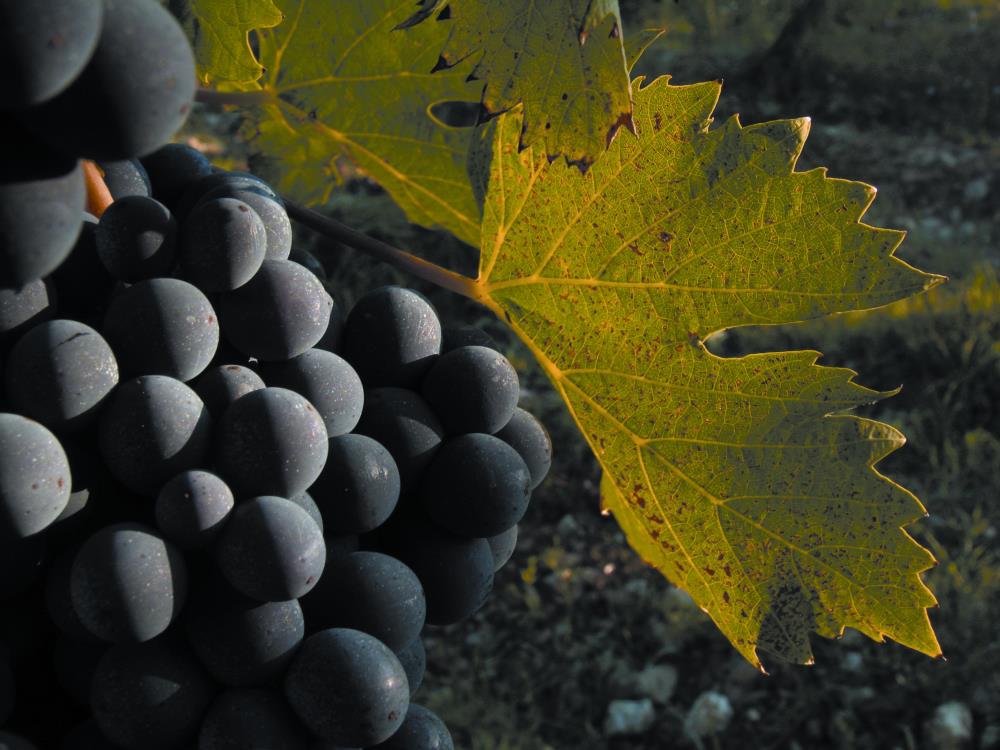 Chianti Classico, the first territory of wine