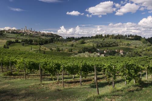 Vernaccia di San Gimignano docg, the White Queen in a land of Red Kings.