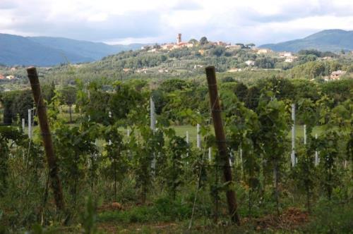 Consorzio vini DOC Montecarlo. The white hill of Tuscany since 1333